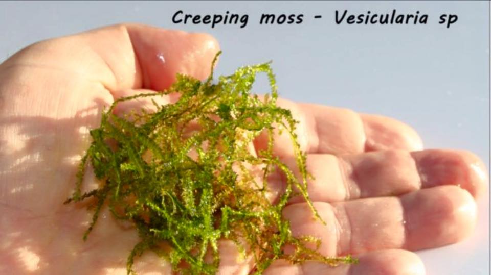Creeping moss - Vesicularia sp