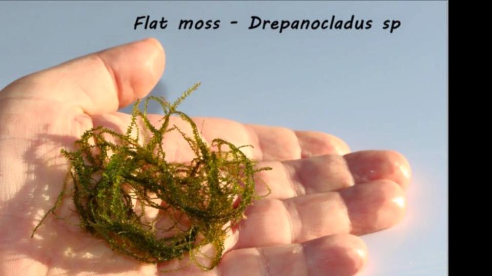 Flat moss - Drepanocladus sp