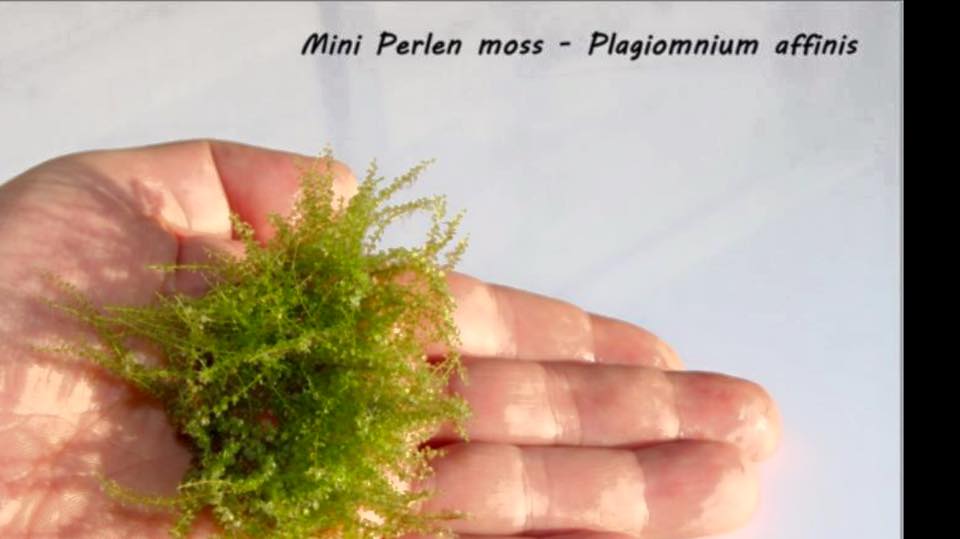 Mini Perlen moss - Plagiomnium affinis