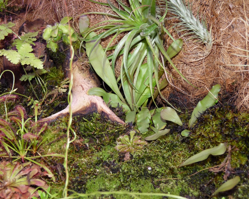 Utricularia longifolia w terrarium3