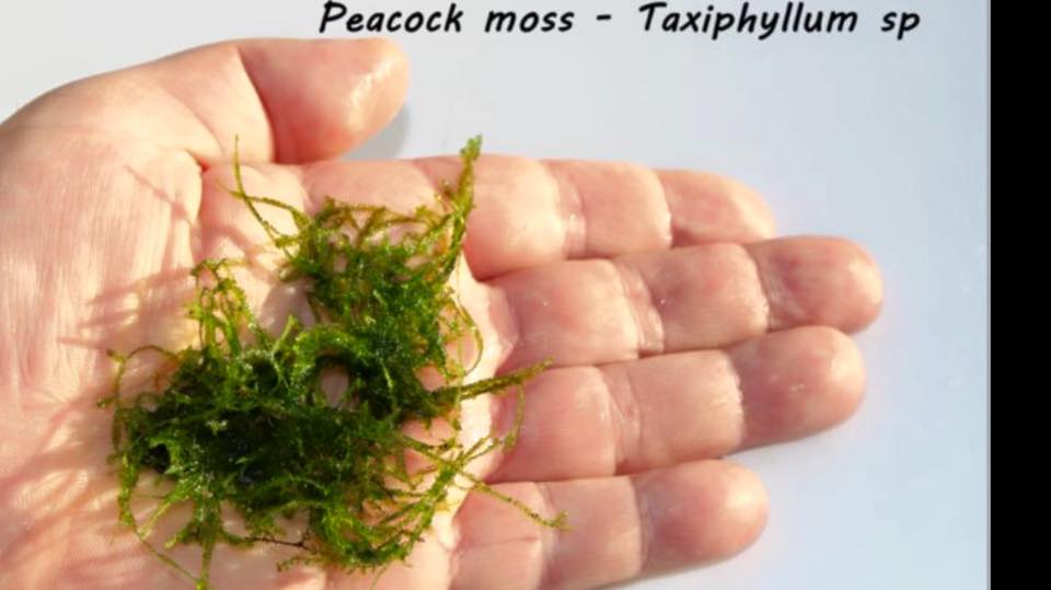 Peacock moss - Taxiphyllum sp