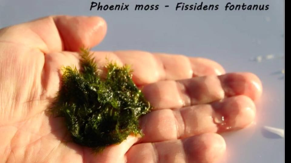 Phoenix moss - Fissidens fontanus