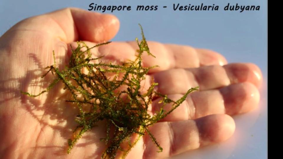 Singapore moss - Vesicularia dubyana