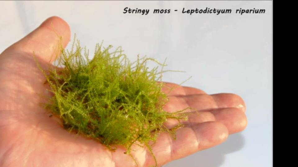 Stringy moss - Leptodictyum riparium