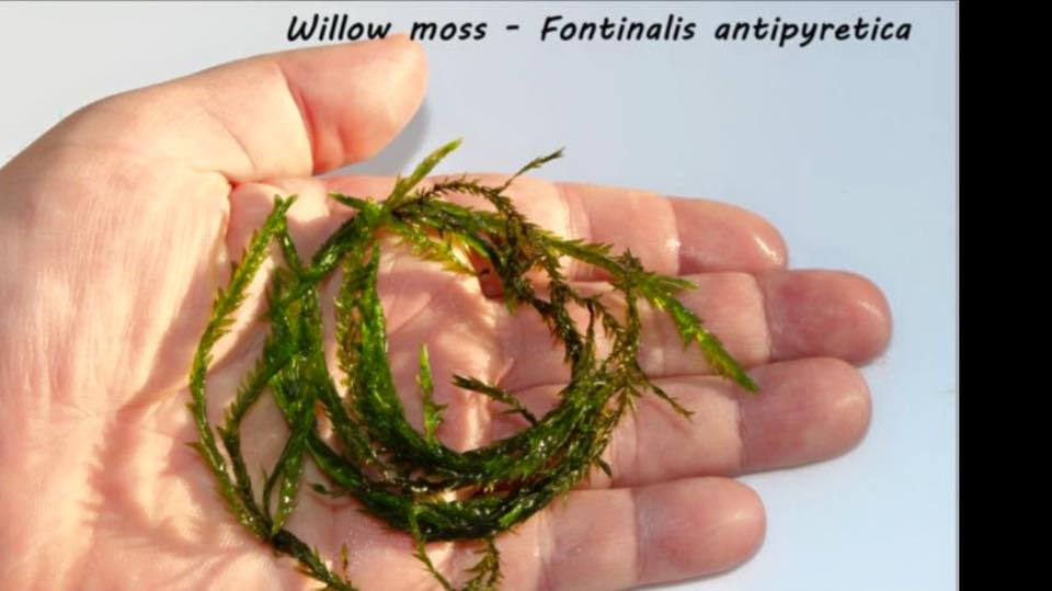 Willow moss - Fontinalis antipyretica