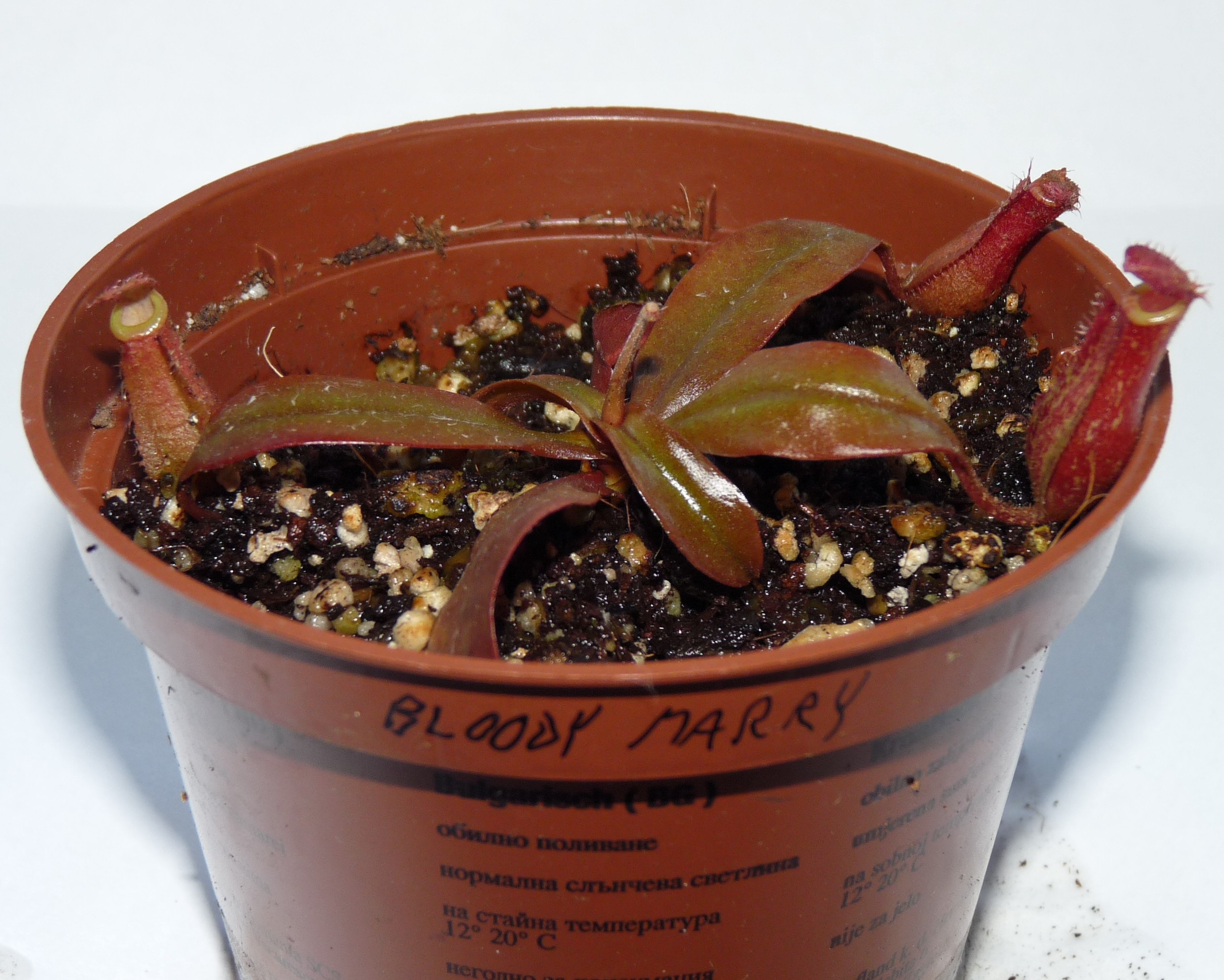 Nepenthes Bloody Mary