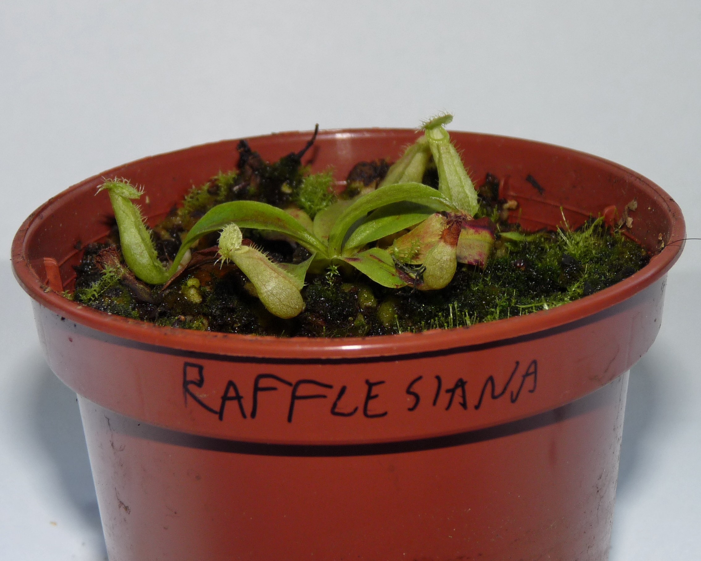rafflesiana 1