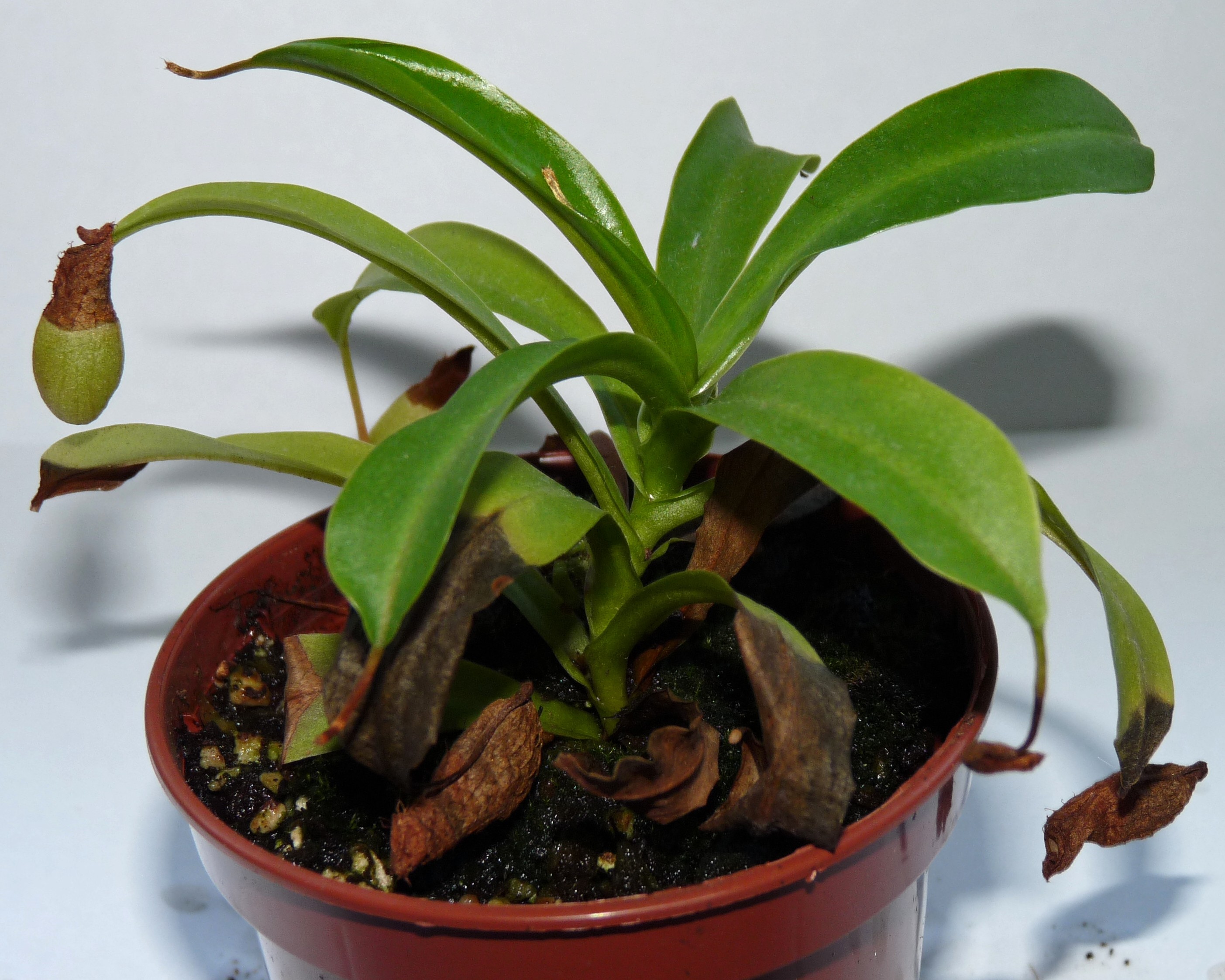 nepenthes Ventrata