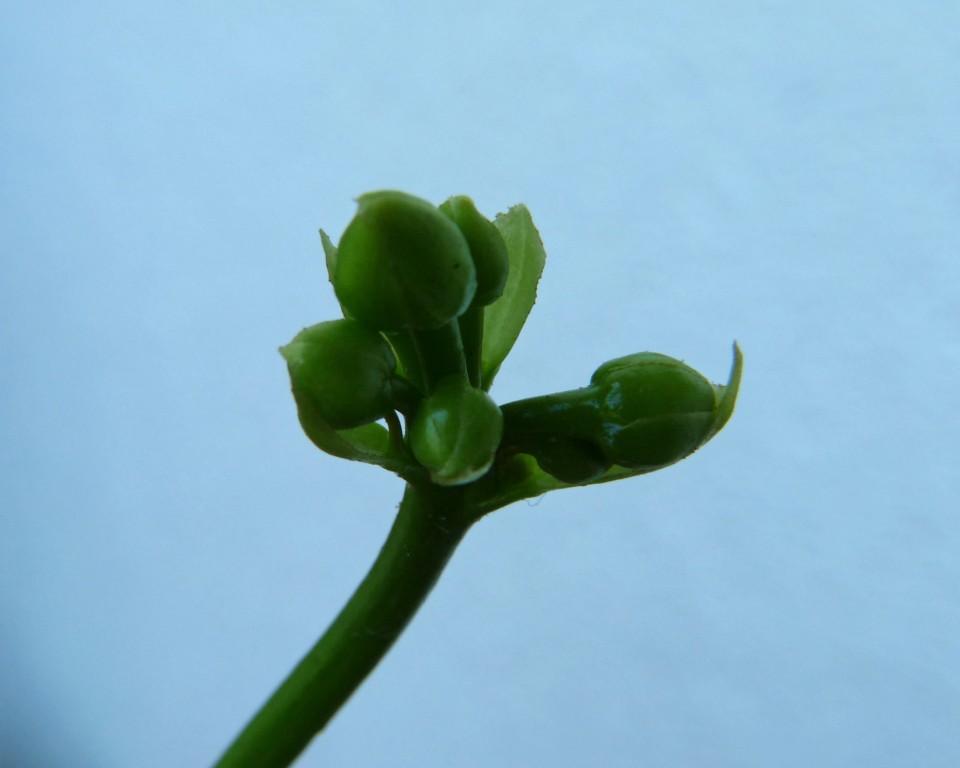 kwitnąca muchołówka 3
