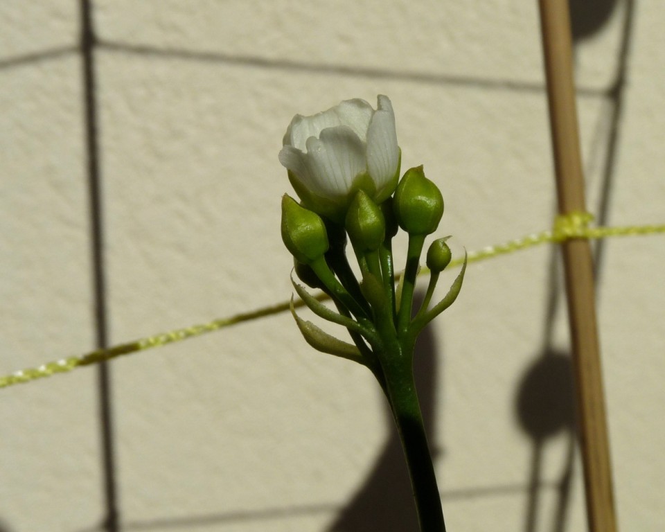 kwitnąca muchołówka