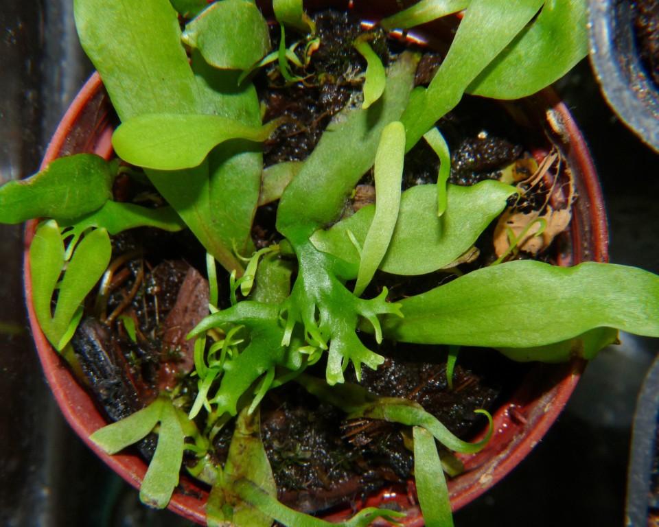 utricularia longifolia