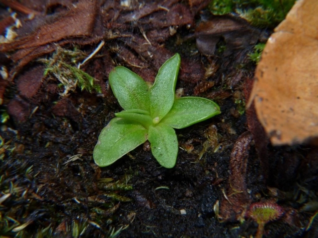 tłustosz pospolity dwubarwny (Pinguicula vulgaris L. subsp. bicolor