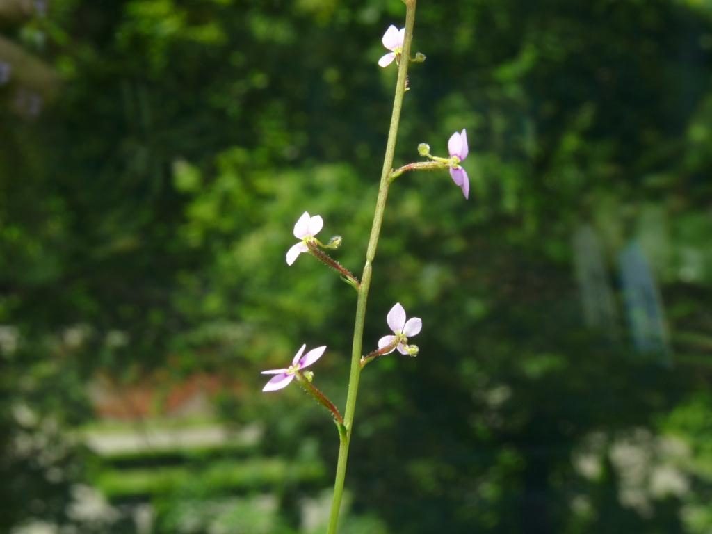 kwiat stylidium2