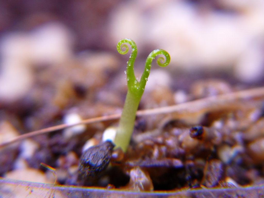 Drosophyllum lusitanicum grow