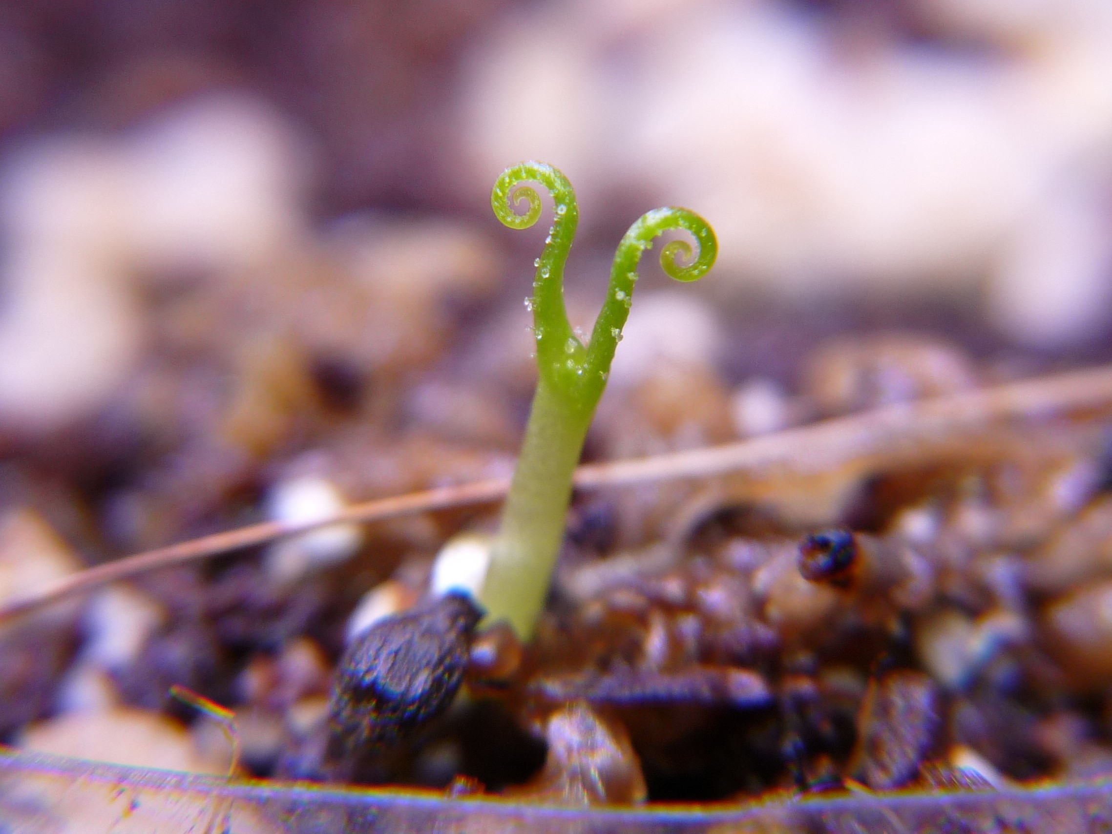Drosophyllum lusitanicum kiełkuje