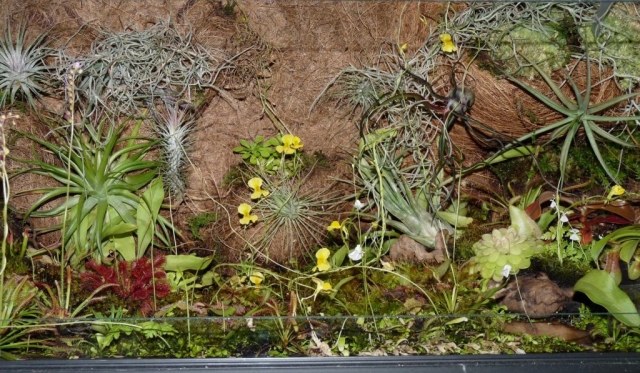 zakwitły na żółto pływacze - utricularia w terrarium