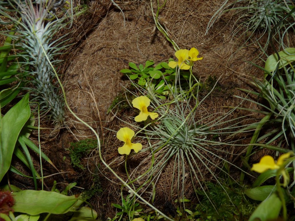 utricularia yellow4