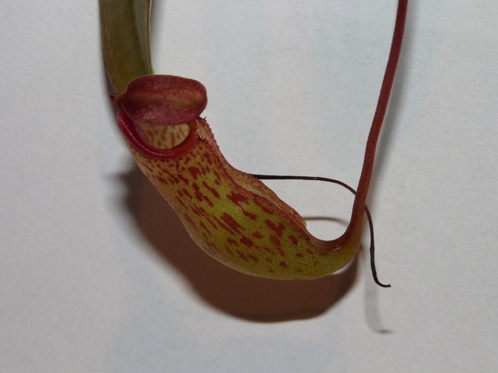 Nepenthes ventricosa x lady pauline 4