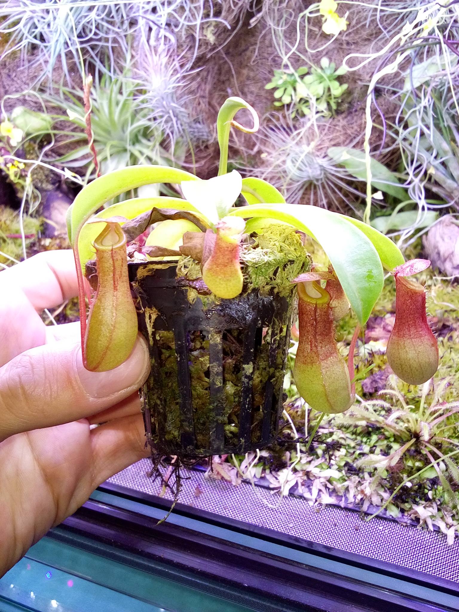 Przesuszony Nepenthes ventrata w suchym torfowcu 3