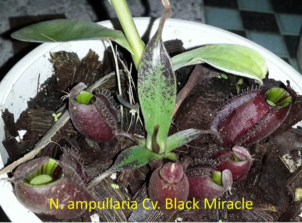 nepenthes-ampullaria-cv-black-miracle2