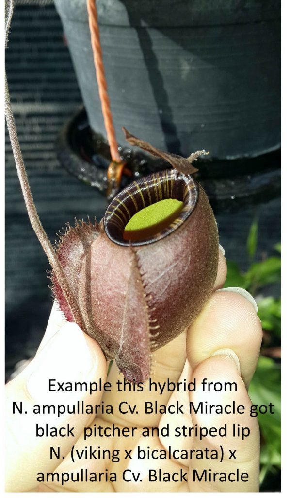 nepenthes-ampullaria-green-squat-form-x-ampullaria-cv-black-miracle-hybrid