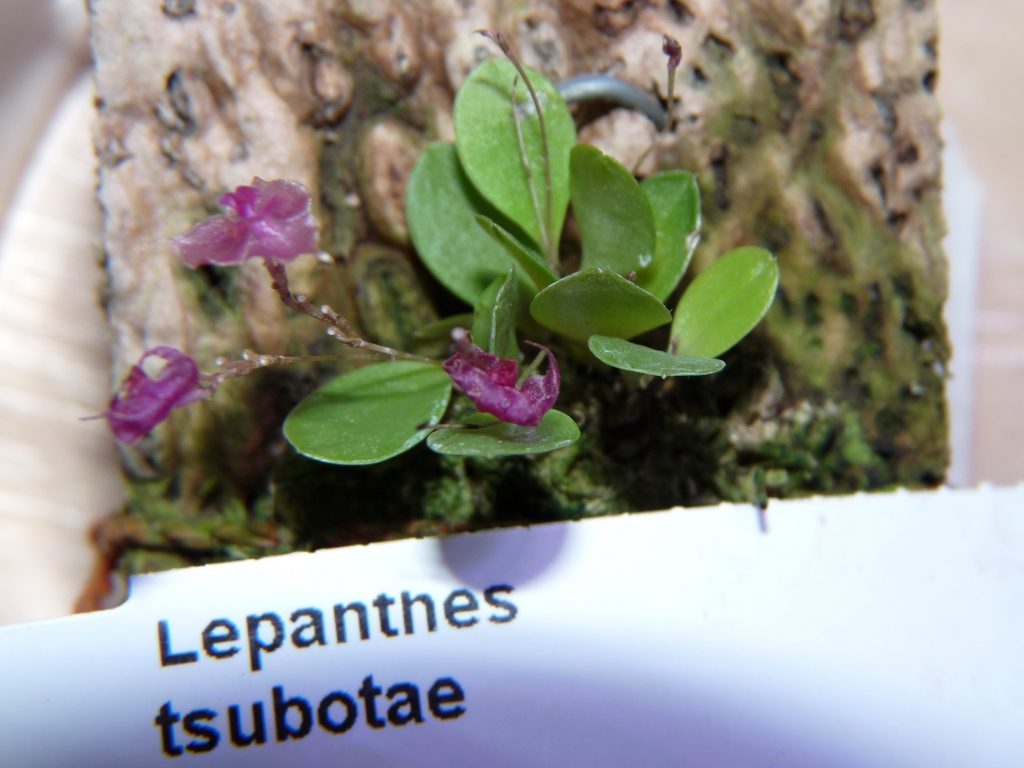 Lepanthes tsubotae PIS0715