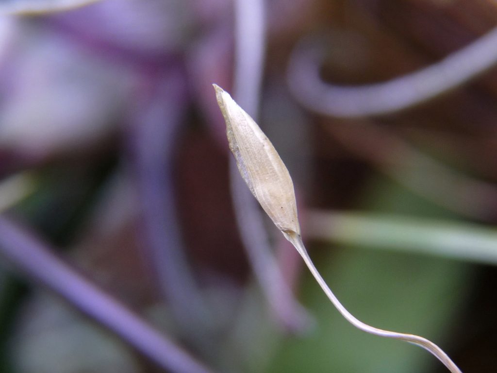 Utricularia involvens nasionko