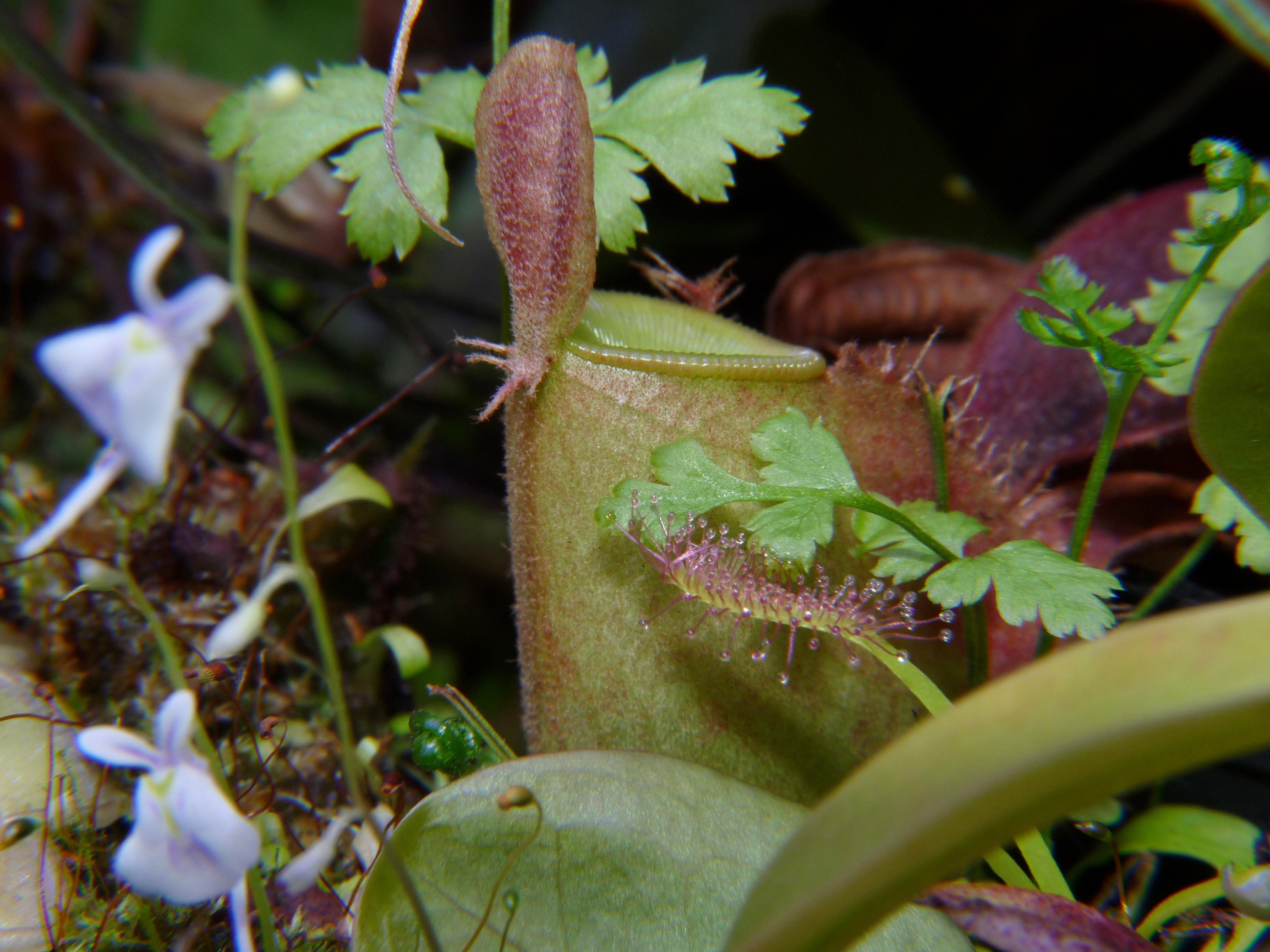 Nepenthes ampullaria Lighly speckled w terra