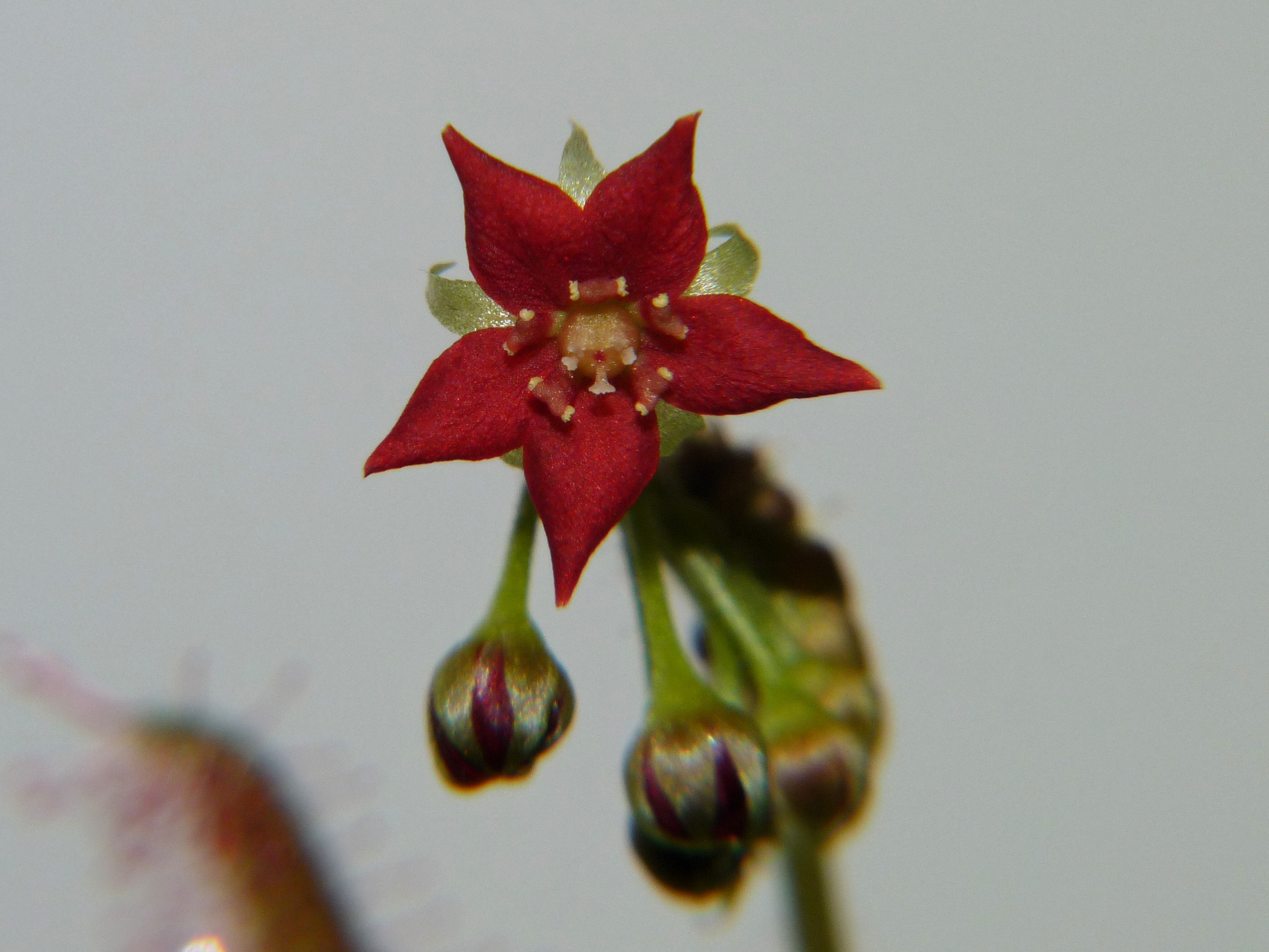 Kwiat Drosera adelae 1