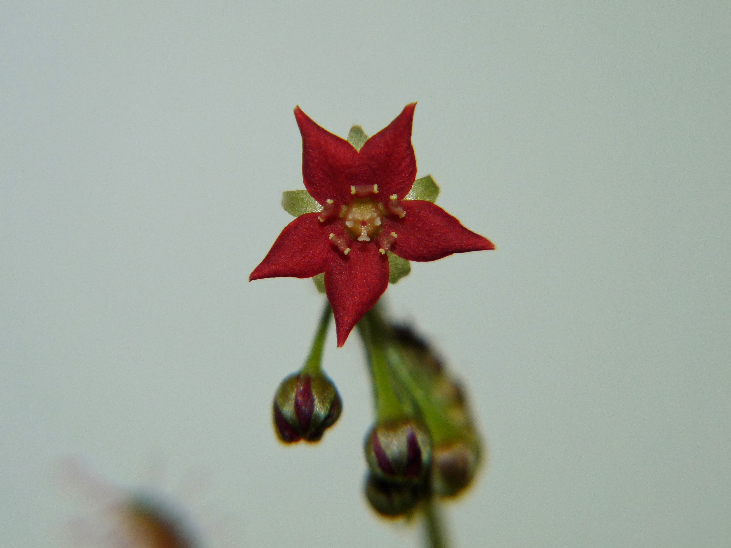 Kwiat Drosera adelae 2