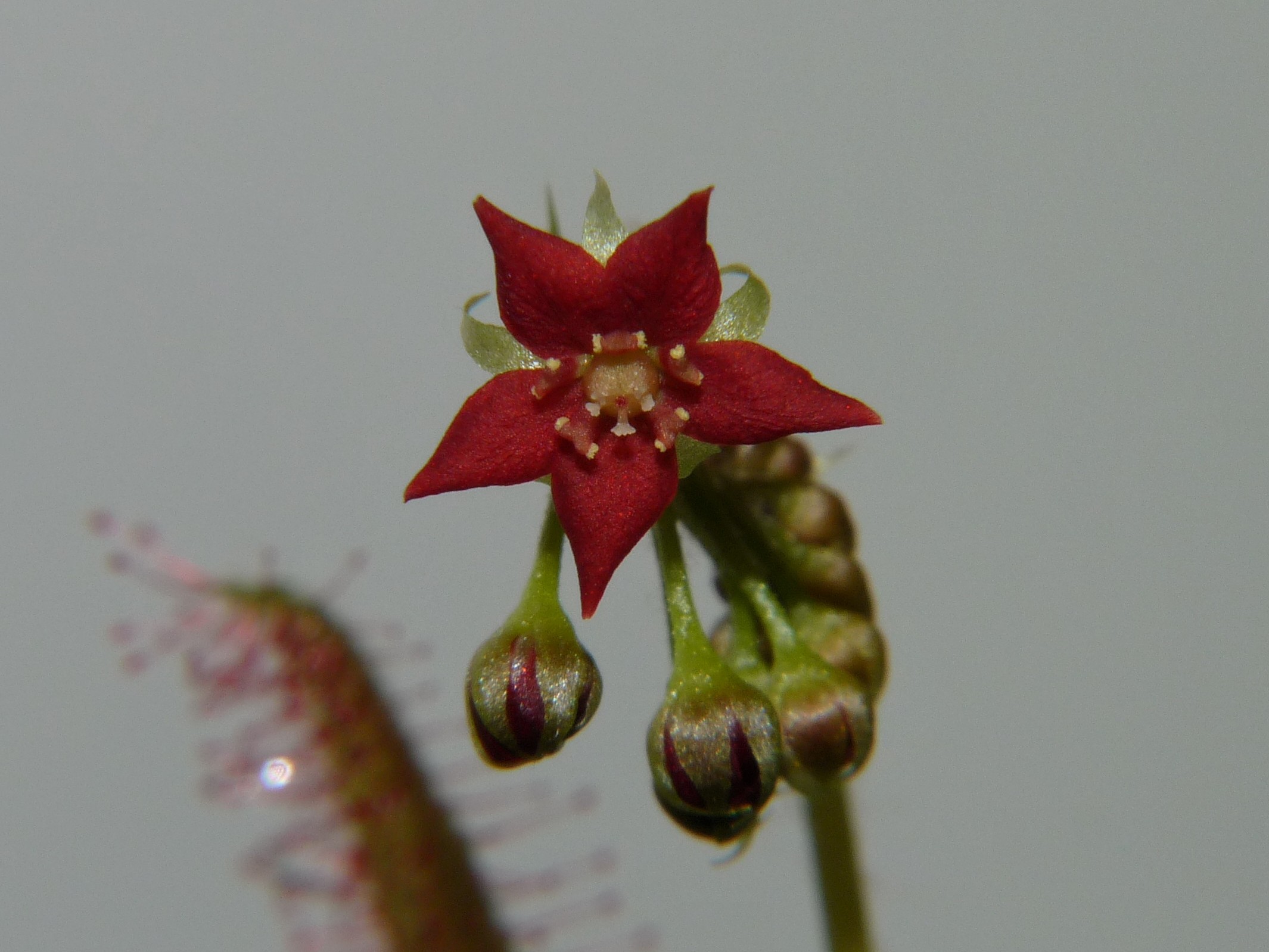 Kwiat Drosera adelae 4