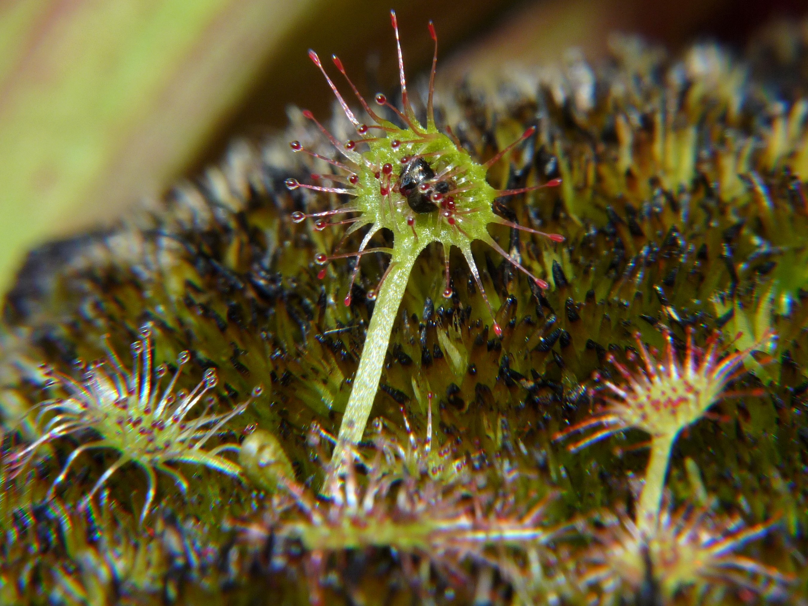 Donica na działce 2017 - Drosera rotundifolia - rosiczka okrągłolistna