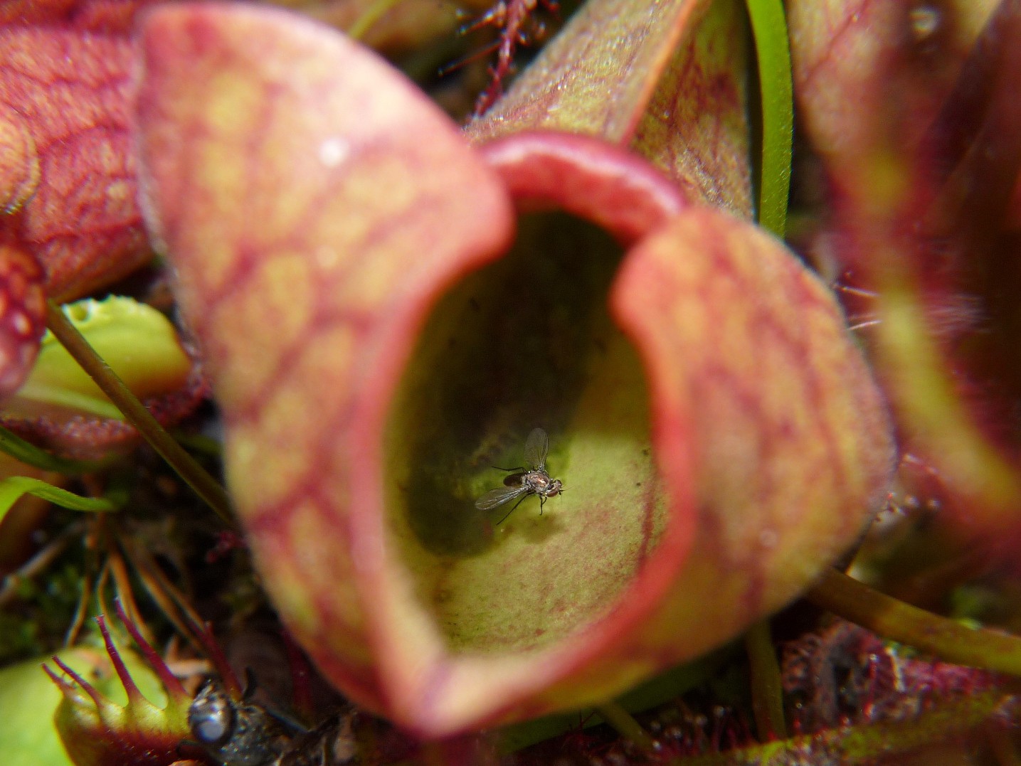 Donica na działce 2017 - Sarracenia purpurea z muchą na deser 2