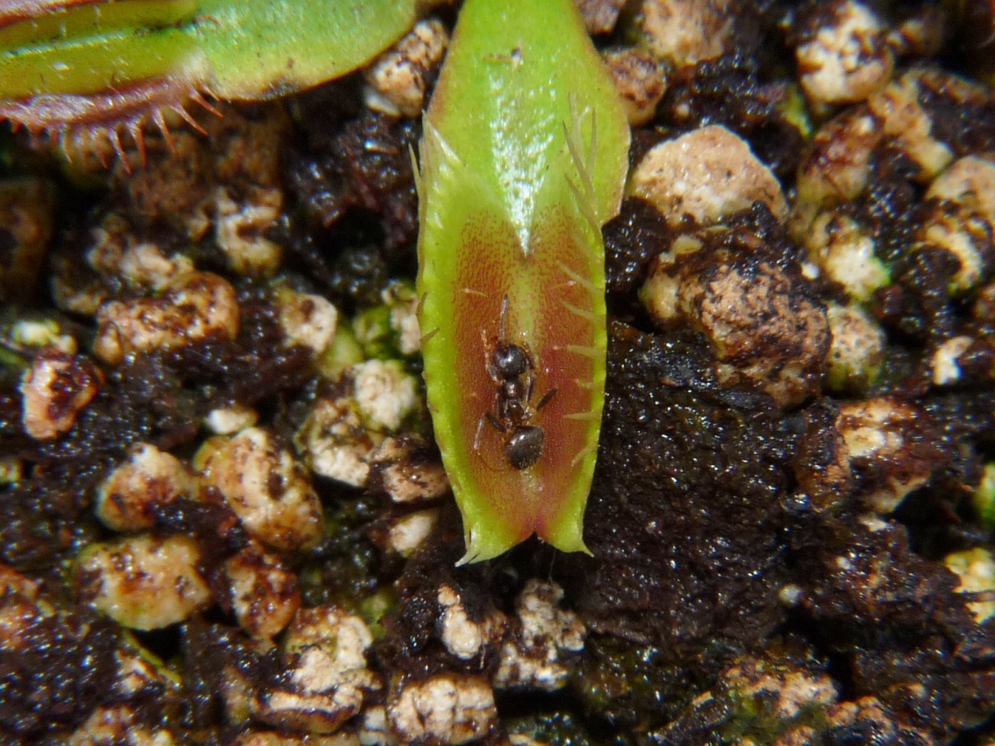 Muchołówka amerykańska Dionaea Muscipula big teeth red giant dzialka3