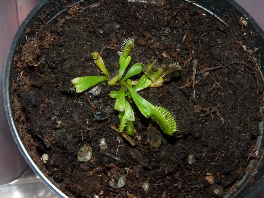 Dionaea muscipula Trichterfalle 1