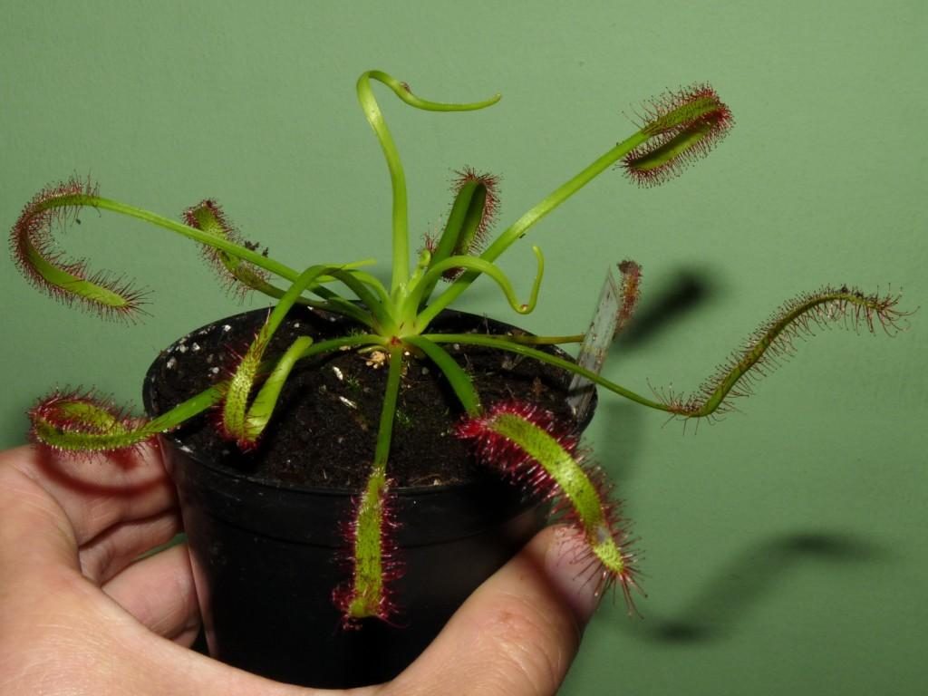 Drosera capensis Giant form