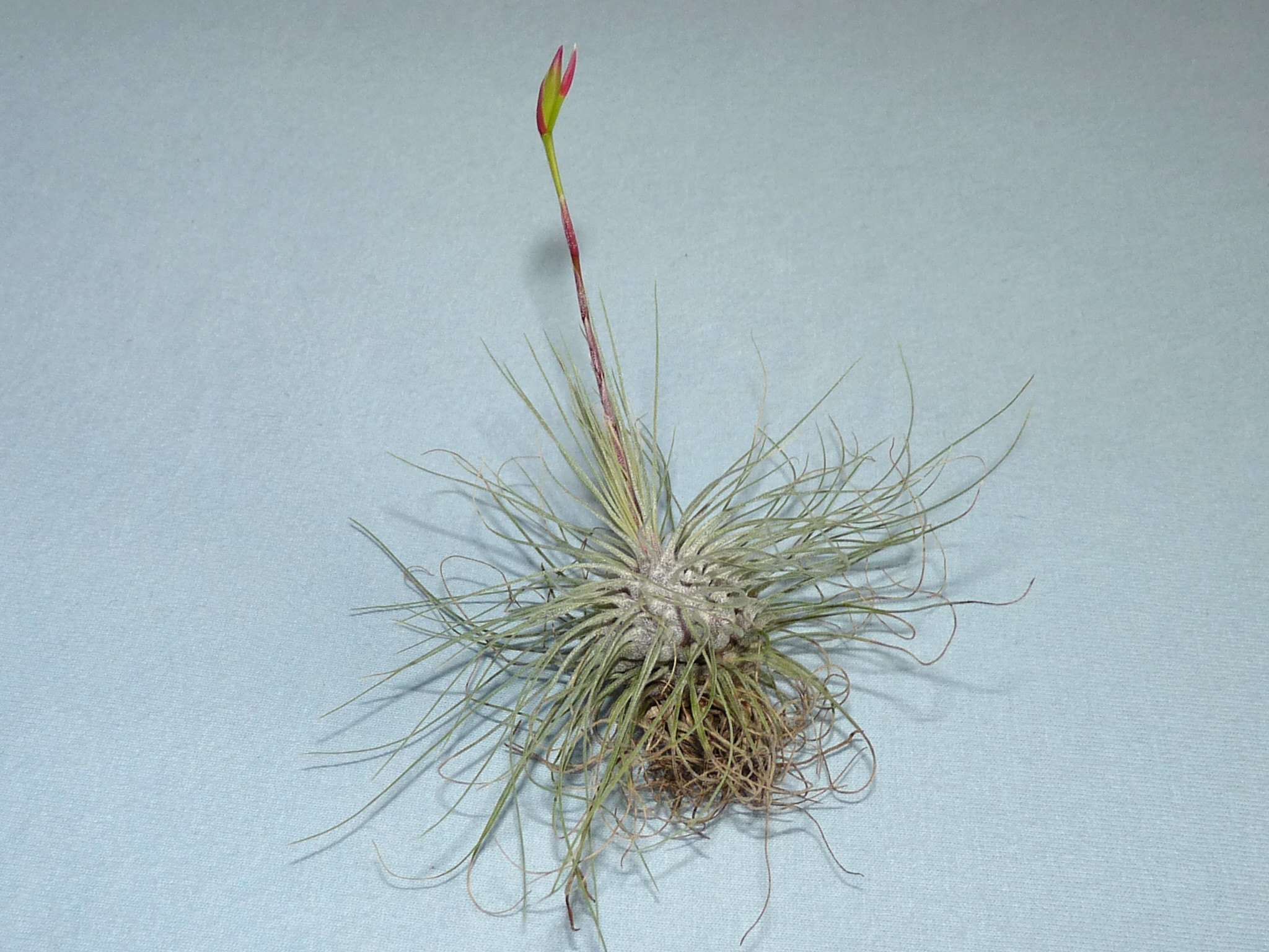 filifolia or argentea 21-08 1