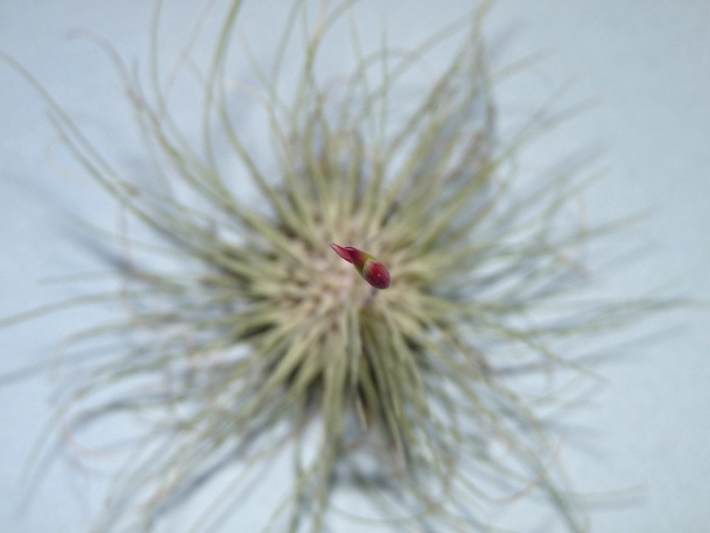 filifolia or argentea 21-08 2
