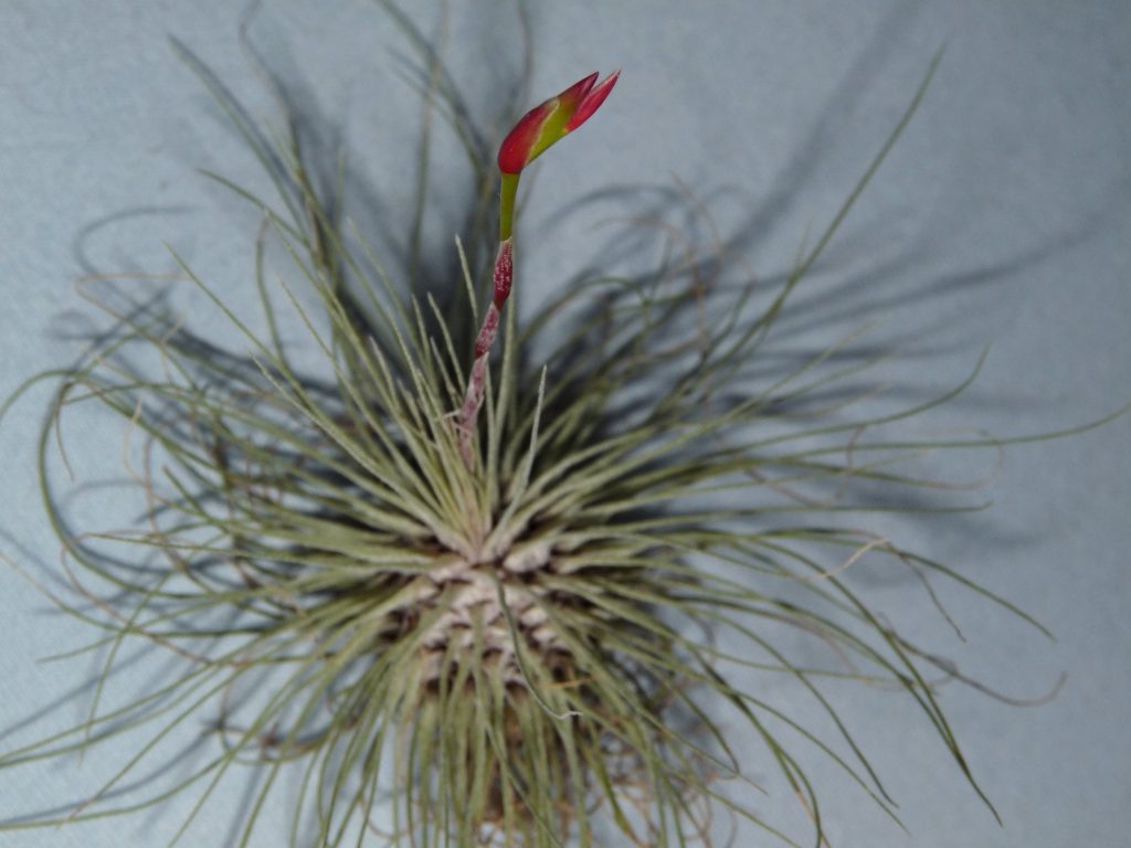 filifolia or argentea 21-08 4