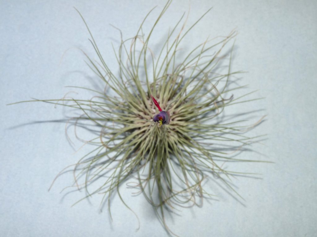 filifolia or argentea 25-09 2