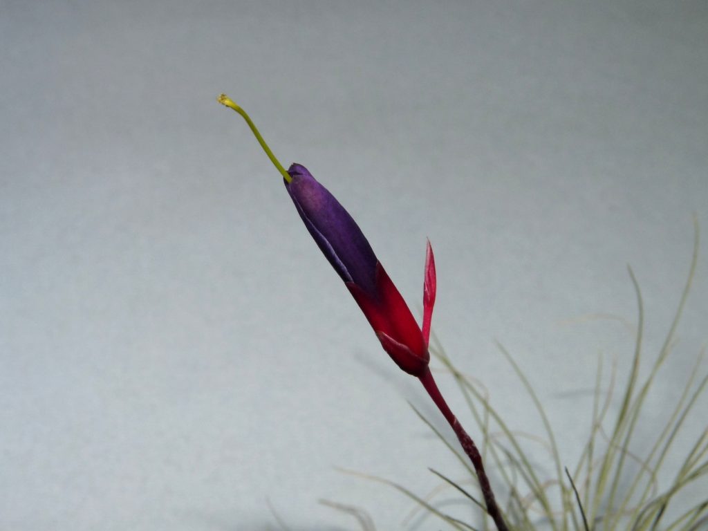 filifolia or argentea 25-09 3