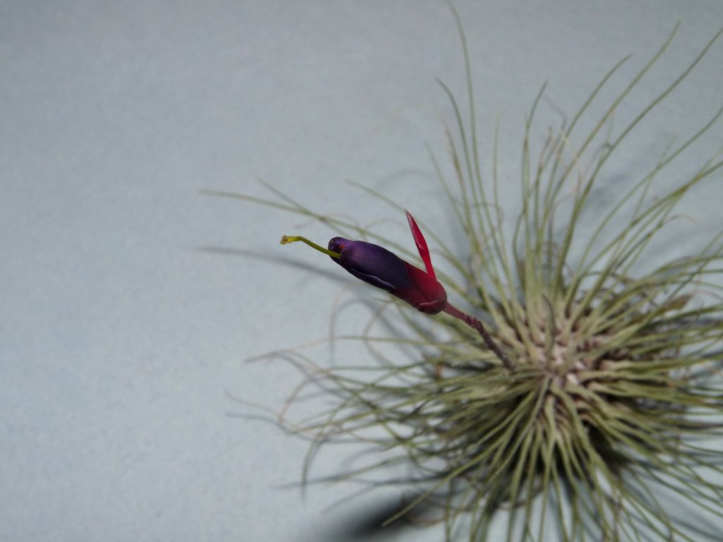 filifolia or argentea 25-09 4