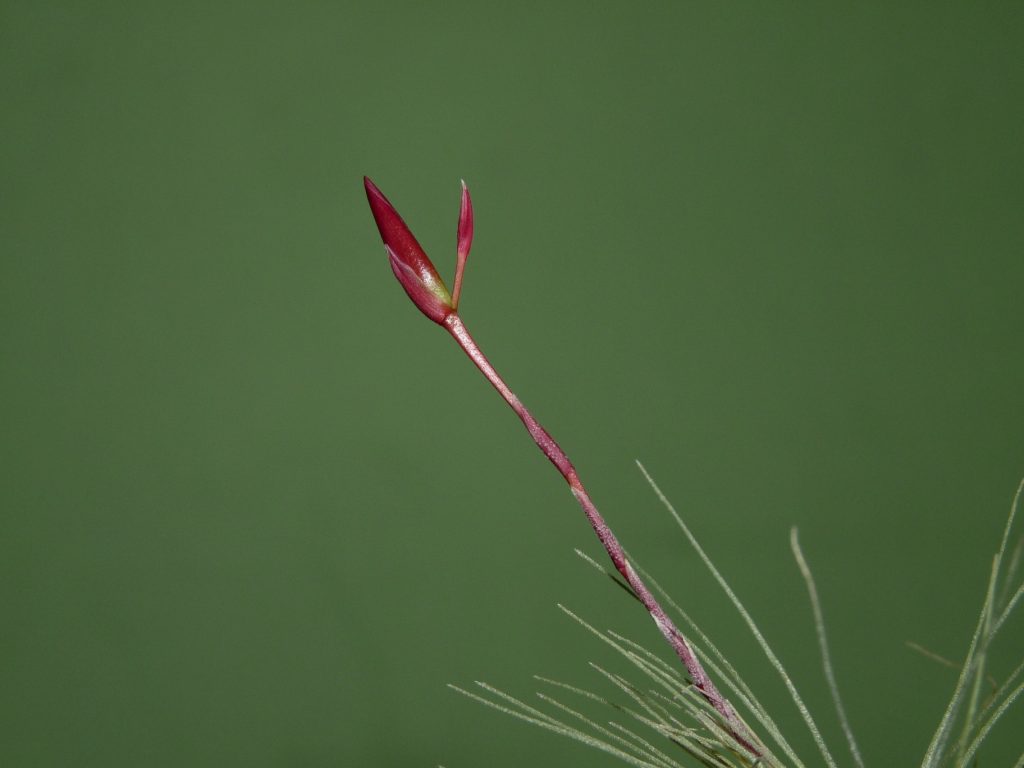 filifolia or argentea 4-09 2
