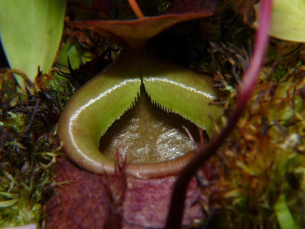 Nepenthes bellii ukryty 5
