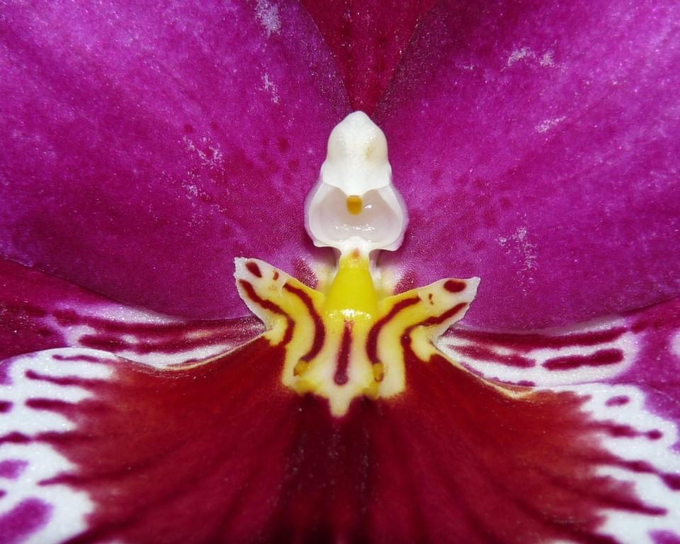 Miltonia (Miltoniopsis ) Morris Chestnut 'H171' lub Miltonia (Miltoniopsis) 'Drippierflor' Fioletowy kwiat orchidei