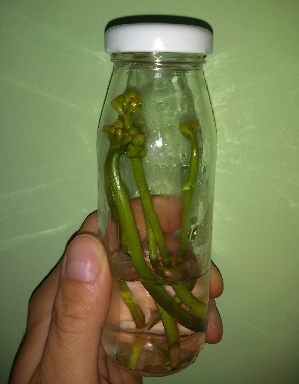 Sadzonki z pędu kwiatowego muchołówki w butelce